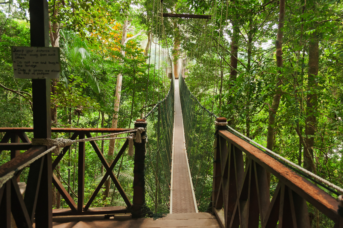 canopy-selva